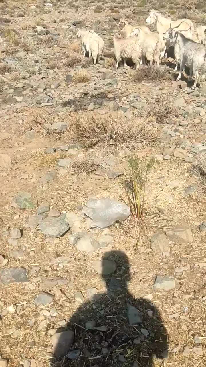 بز جوان کورکی چند قلو زا|حیوانات مزرعه|درب بهشت, |دیوار