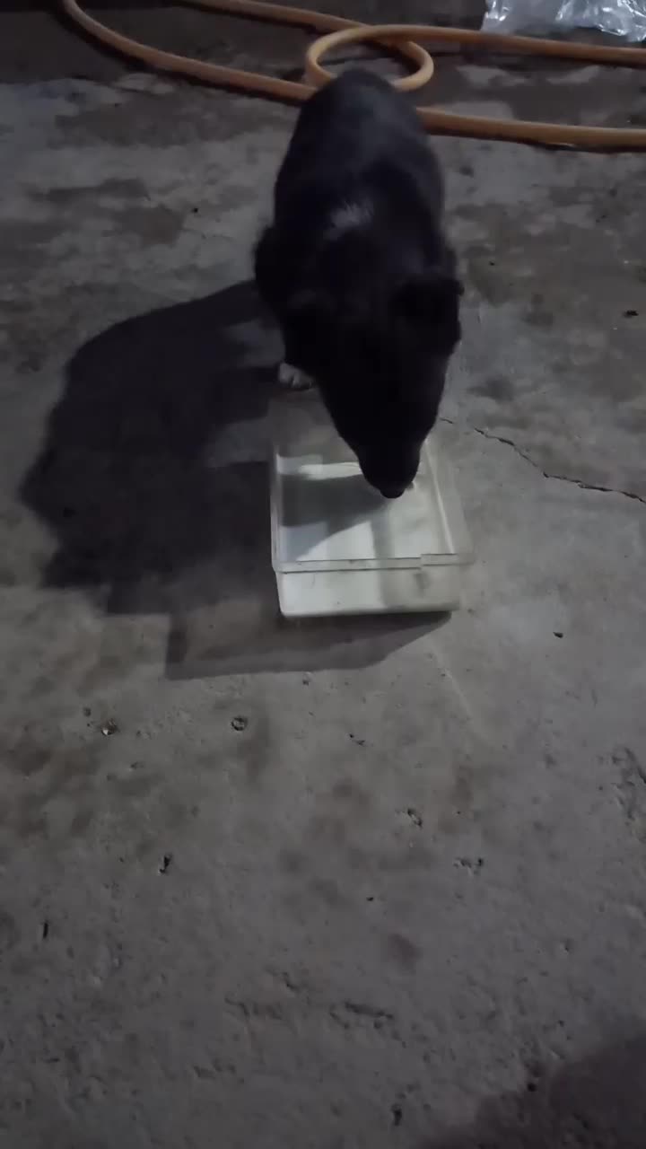 توله ماده تول|سگ|کرمانشاه, |دیوار