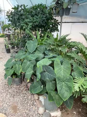 فروش ویژه انواع گل و گیاه در گلخانه یوکا|گل و گیاه طبیعی|بندر انزلی, نامجو|دیوار