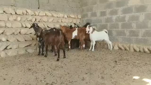 کهره نر وبره لامرد فداغ|حیوانات مزرعه|گراش, |دیوار