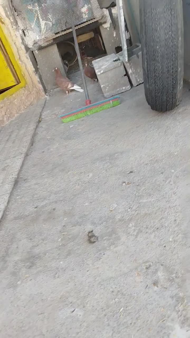 کبوتر معاوضه|پرنده|شهرضا, |دیوار