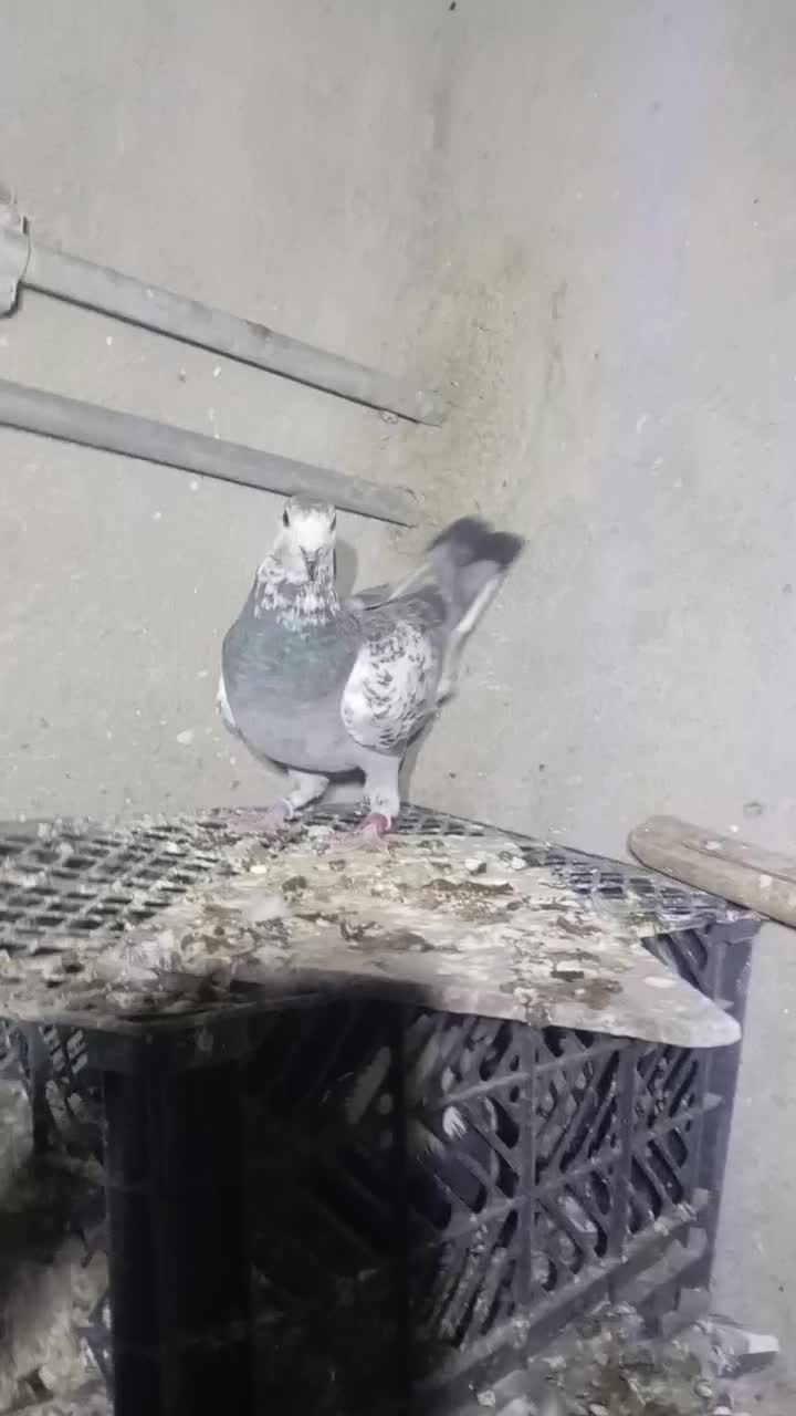 کبوتر سینه سلیمونی|پرنده|کوه چنار, |دیوار