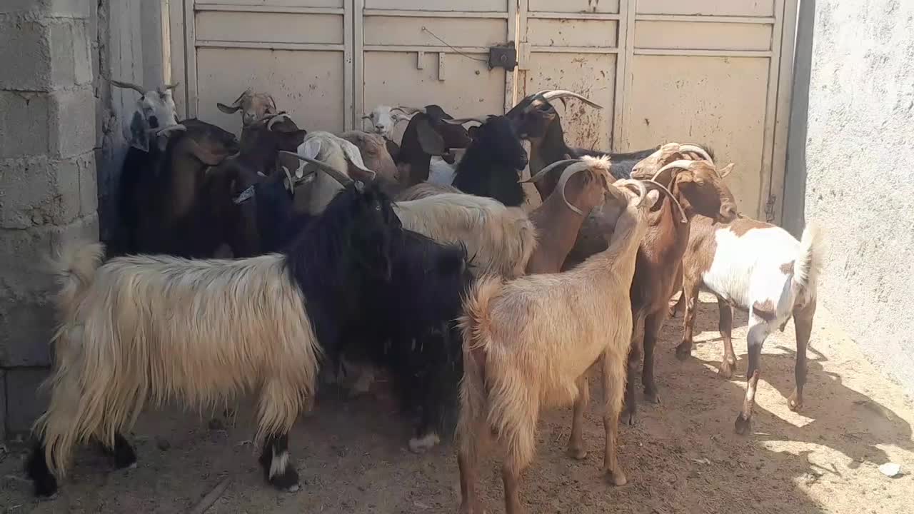 ۱۶تابز آبستن جوان جفتی ۱۴ملیون|حیوانات مزرعه|شیراز, احمدآباد|دیوار