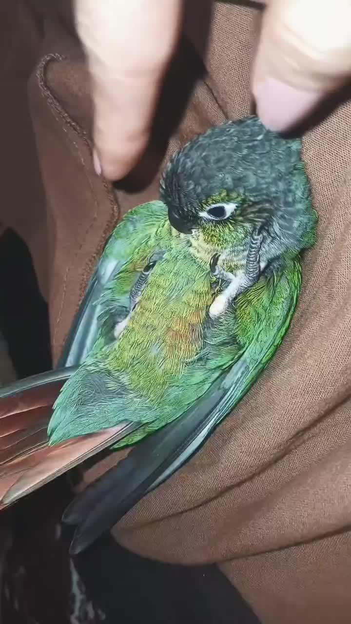 گرینچیک|پرنده|قم, نیروگاه|دیوار