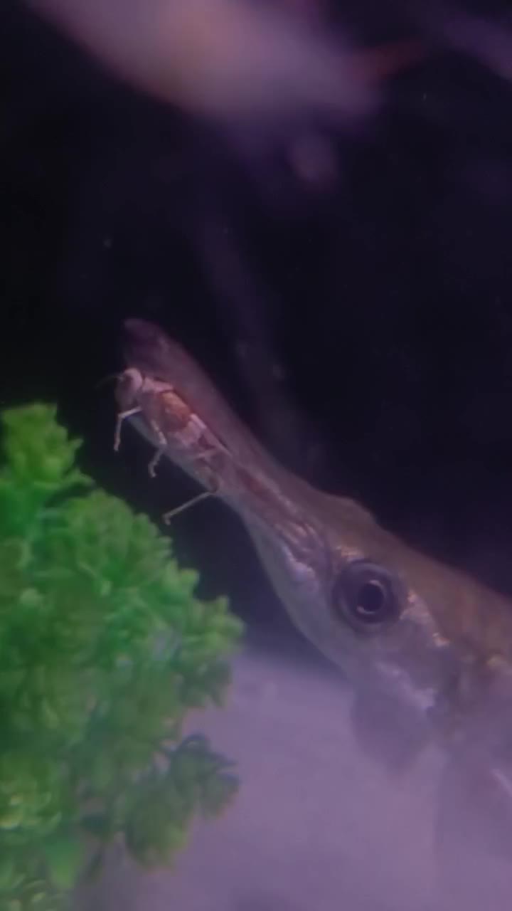 ماهی گار الیگیتور|ماهی|ارومیه, |دیوار