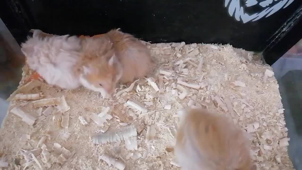 همستر|موش و خرگوش|کلاله, |دیوار