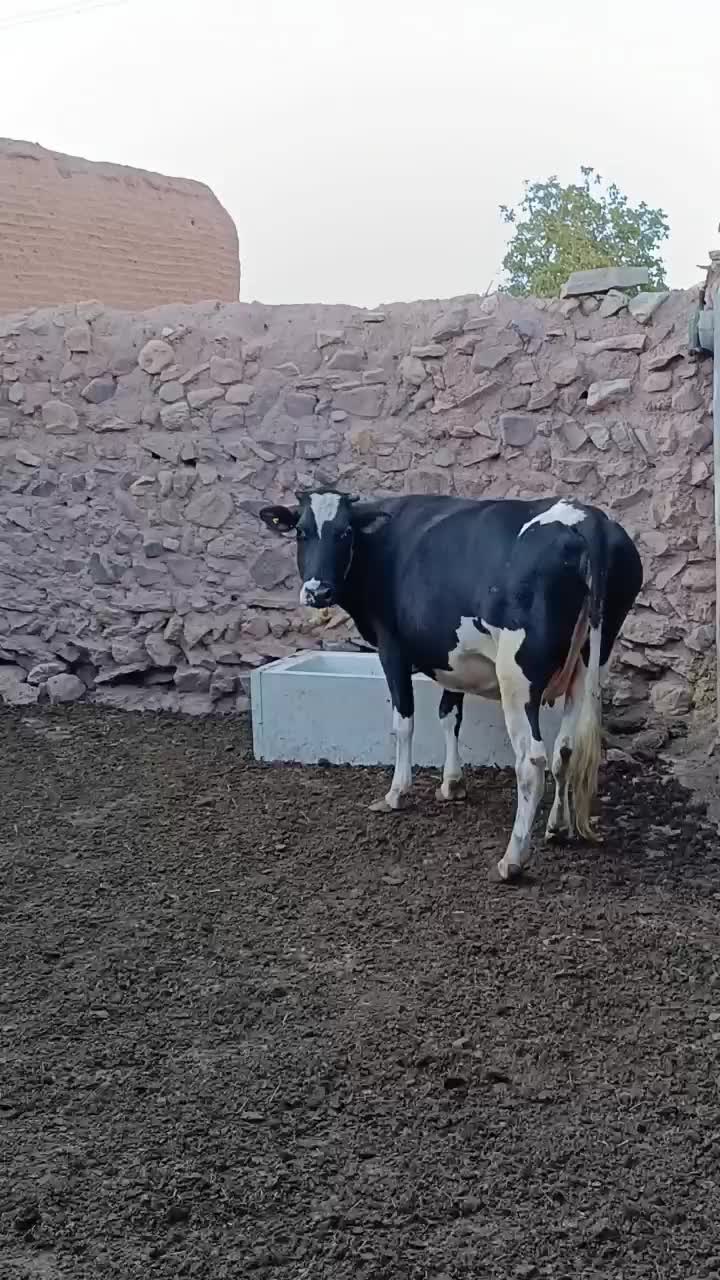 گاو دورگه|حیوانات مزرعه|چاراویماق, |دیوار