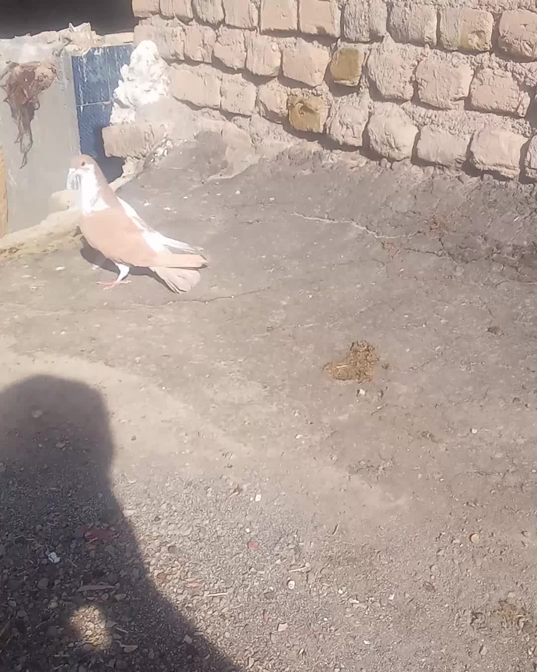 کفتر چپ|پرنده|تربت‌حیدریه, پائین ولایت|دیوار