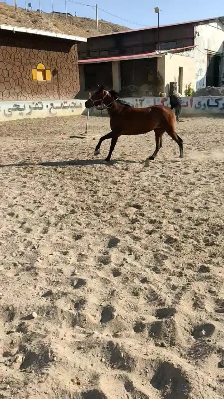 مادیون کورد آرام نژاد دار|اسب و تجهیزات اسبسواری|تبریز, |دیوار