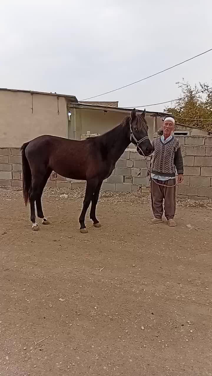 اسب نر|اسب و تجهیزات اسب‌سواری|گنبد کاووس, |دیوار