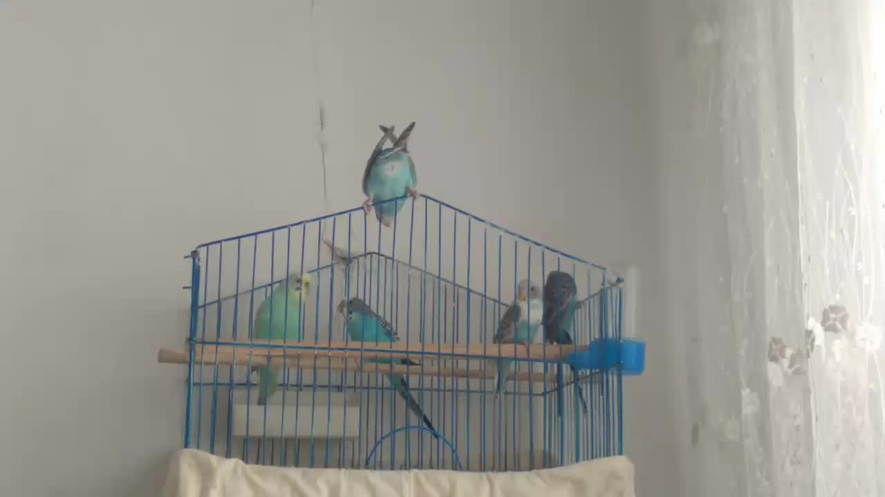 مرغ عشق|پرنده|تربتحیدریه, ترمینال|دیوار