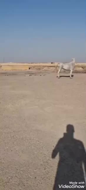 مادیان یکسر|اسب و تجهیزات اسبسواری|کارون, |دیوار