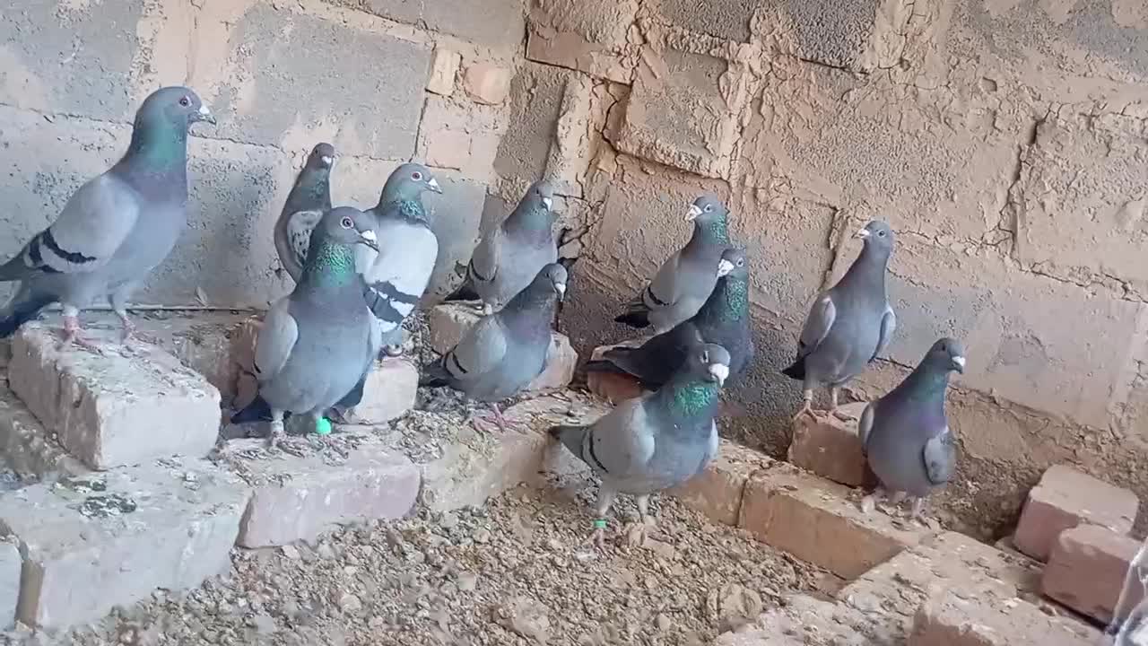 کبوتر سبز و مگس|پرنده|خاش, |دیوار