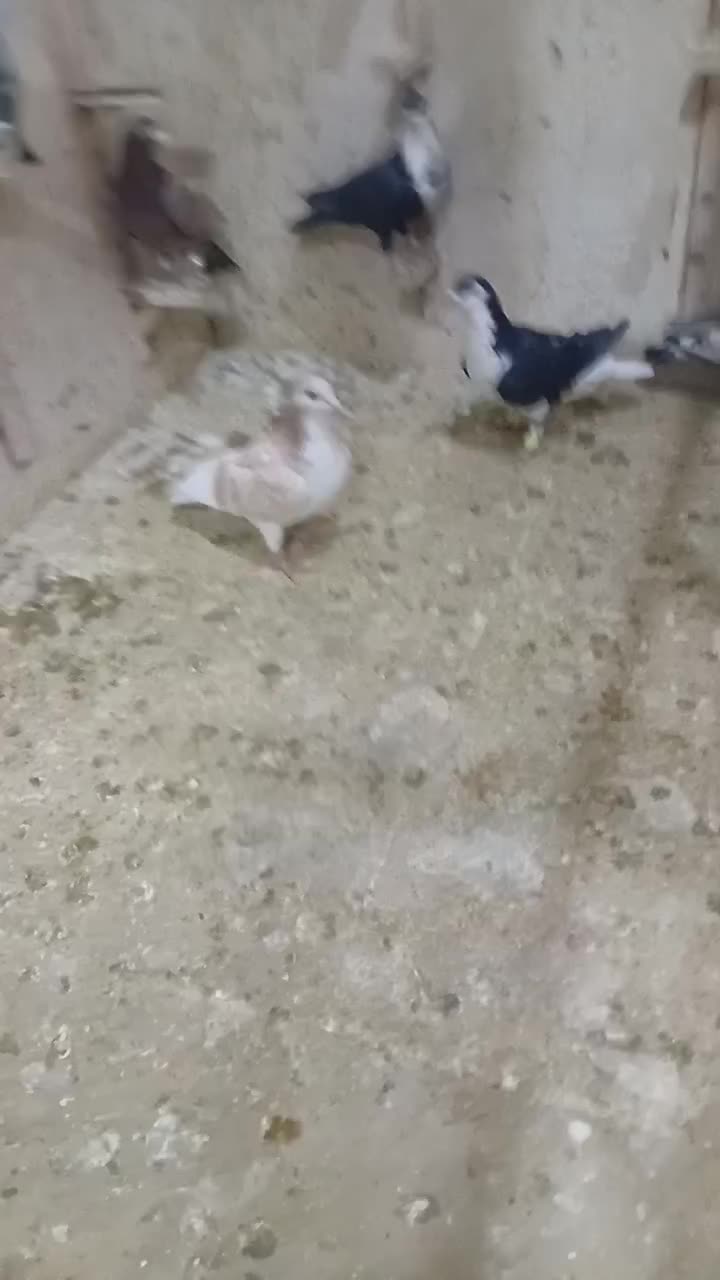 کبوتر پرشی.|پرنده|سبزوار, امیر کبیر|دیوار