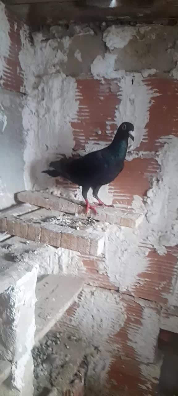 کفتر|پرنده|شیروان (خراسان), |دیوار