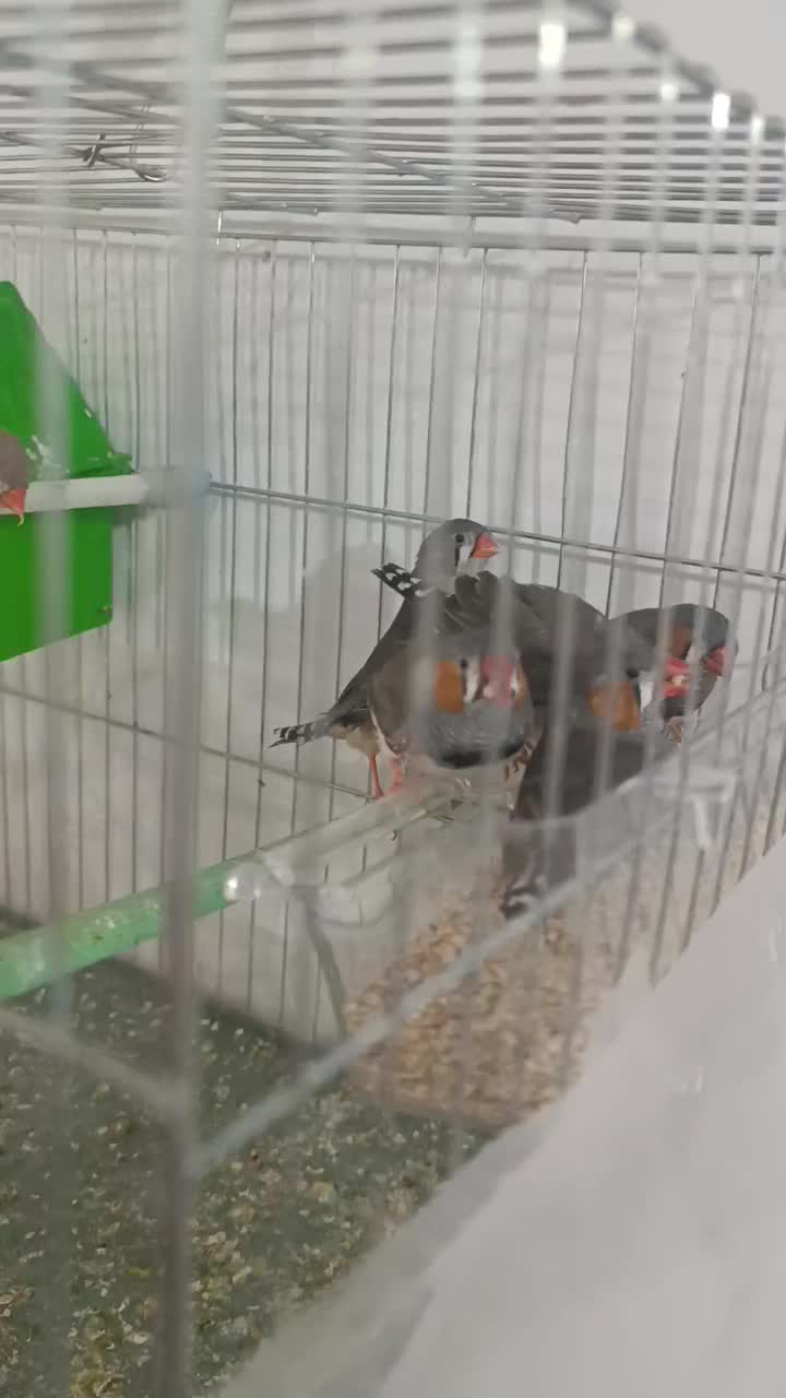 فنج|پرنده|قیدار, |دیوار