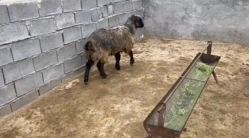 میش|حیوانات مزرعه|یاسوج, |دیوار