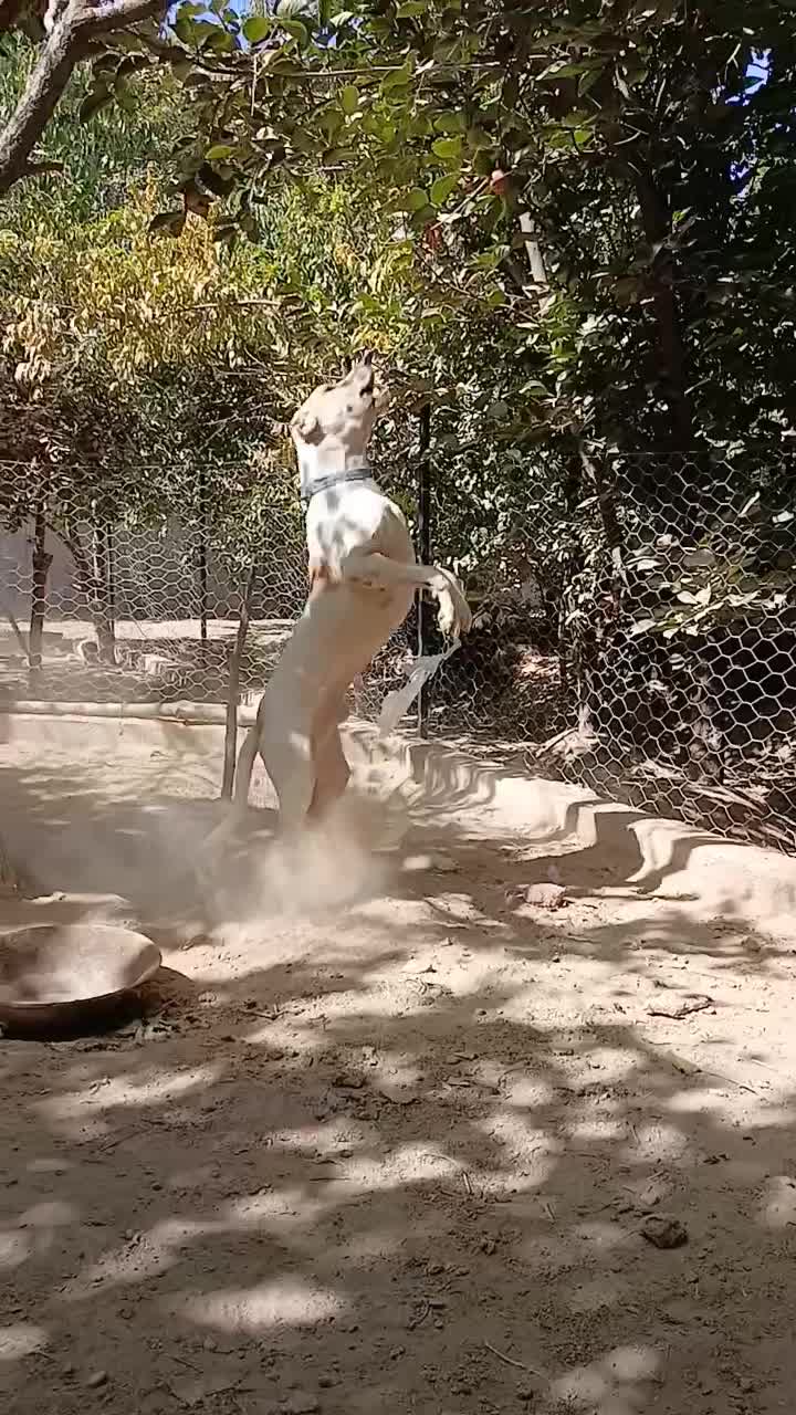 سگ نگهبان، افغان آلابای|سگ|شهریار, کردزار|دیوار