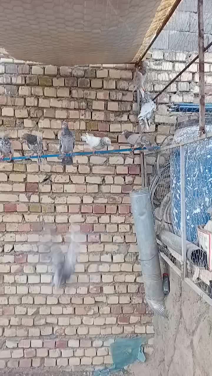 کبوتر|پرنده|محمدیه-قزوین, |دیوار