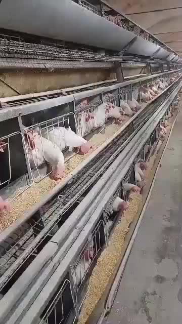 مرغ سفید تخم گزار حراج 120هزارتومن|حیوانات مزرعه|بندر ماهشهر, |دیوار