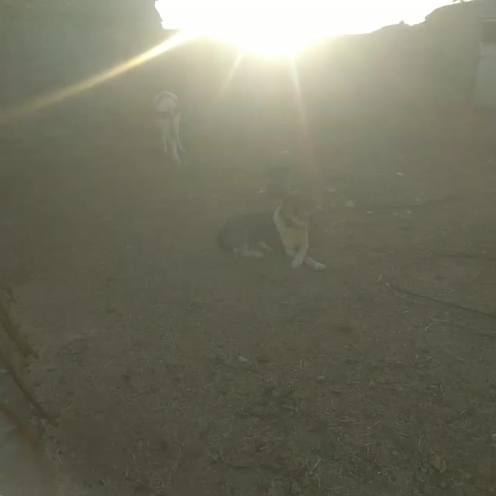 سگگلهدهنپاک|سگ|کاشمر, |دیوار