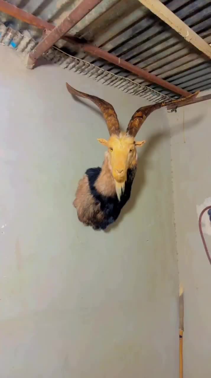 مجسمه طبیعی|مجسمه، تندیس، ماکت|قزوین, |دیوار