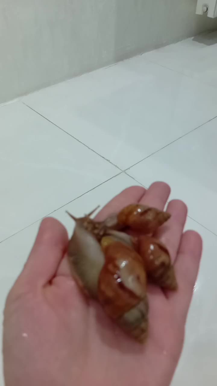 حلزون|خزنده|محمدشهر, محمدشهر|دیوار