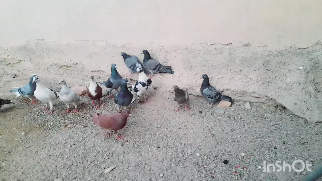 ۱۳کفتر پرشی|پرنده|سربیشه, |دیوار