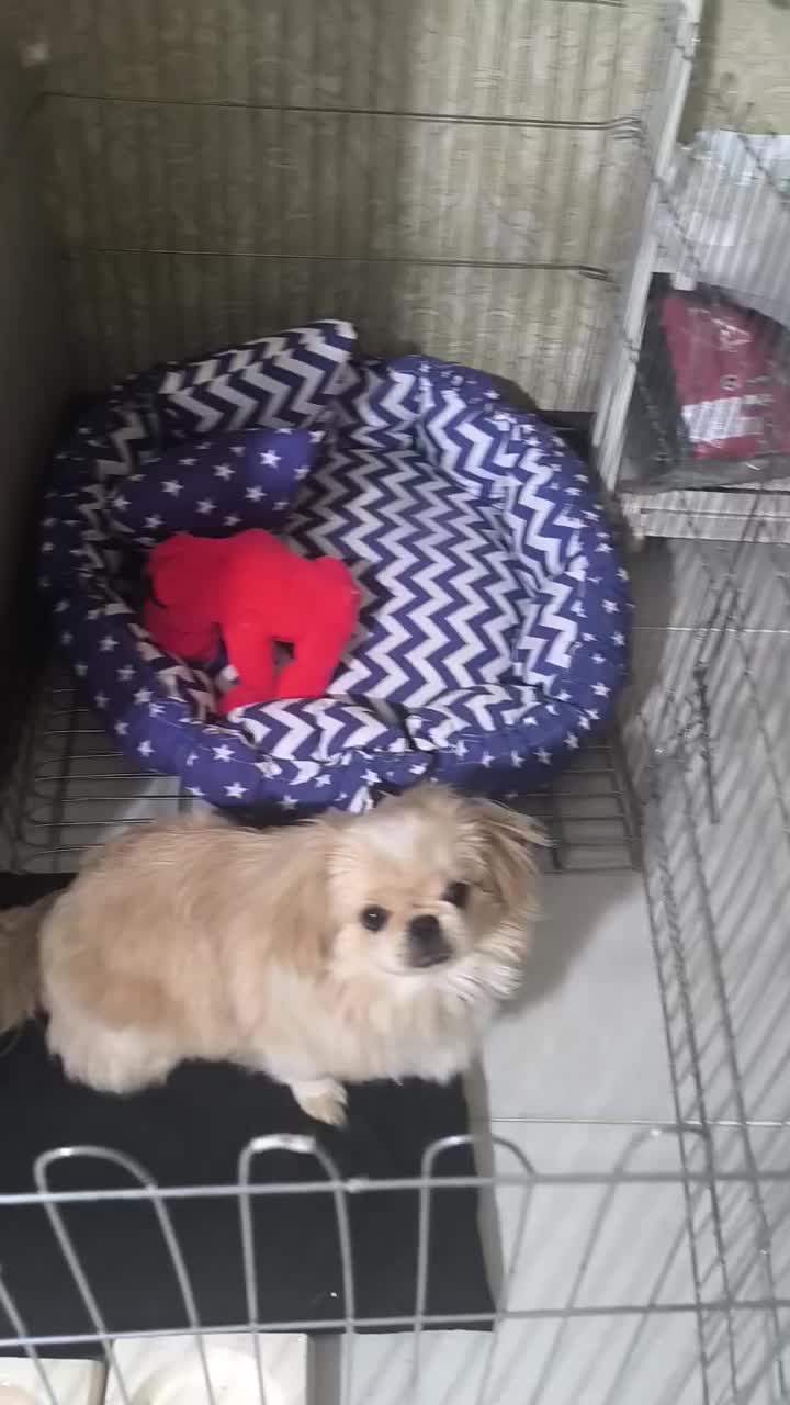 سگ امپریال پیکینز|سگ|اصفهان, کوی امیریه|دیوار