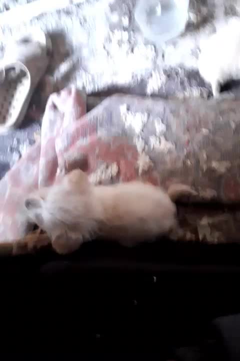 سگ پشمالو|سگ|آستانه اشرفیه, |دیوار