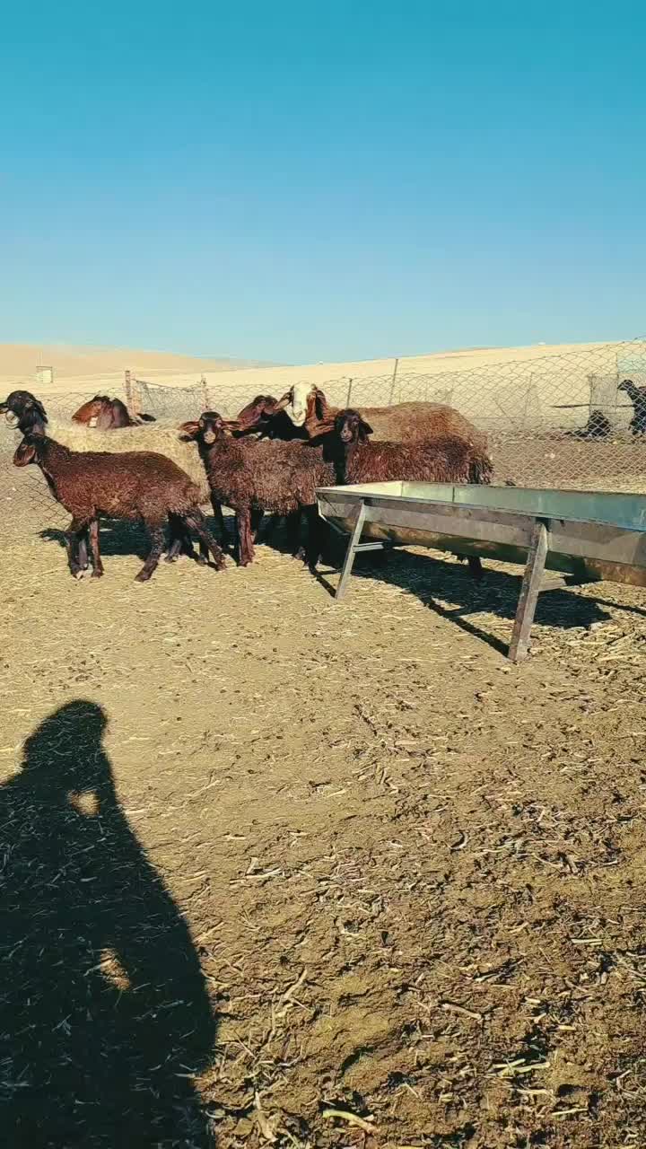 میش و بره|حیوانات مزرعه|نهاوند, |دیوار