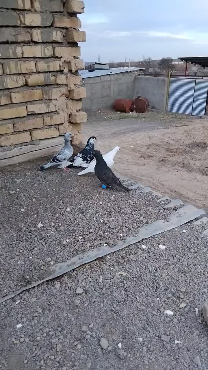 کفتر|پرنده|تربت جام, معدآباد|دیوار