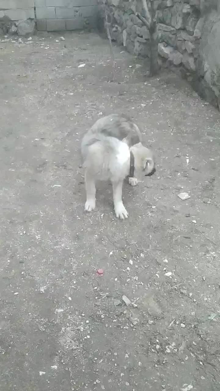 توله 3 ماهه|سگ|بازرگان, |دیوار