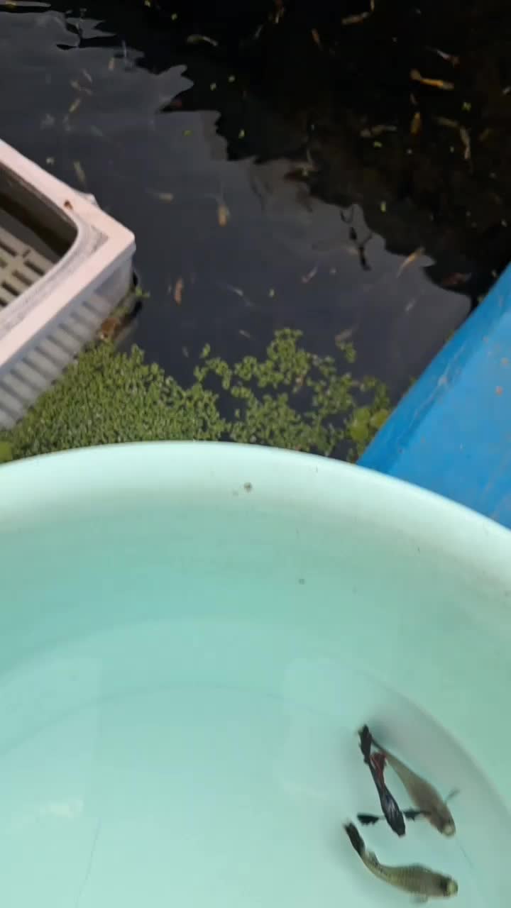 گوپی خاص کلکسیونی|ماهی|کرمان, |دیوار