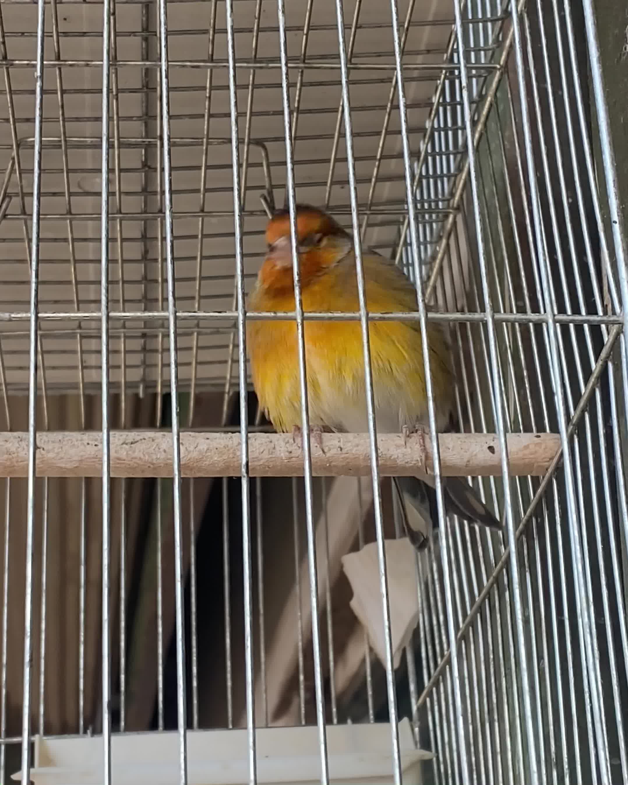 سهره قناری نر مست|پرنده|قزوین, |دیوار