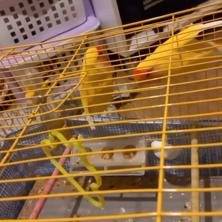 دو تا کوتوله برزیلی آواز خوان|پرنده|اسکو, |دیوار