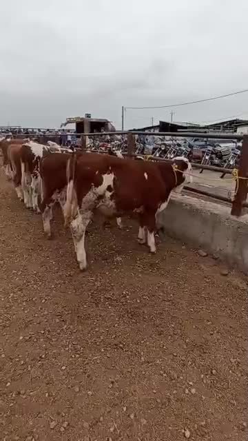 بزرگترین مرکز سیمینتال کل کشور|حیوانات مزرعه|شیراز, امام حسین|دیوار