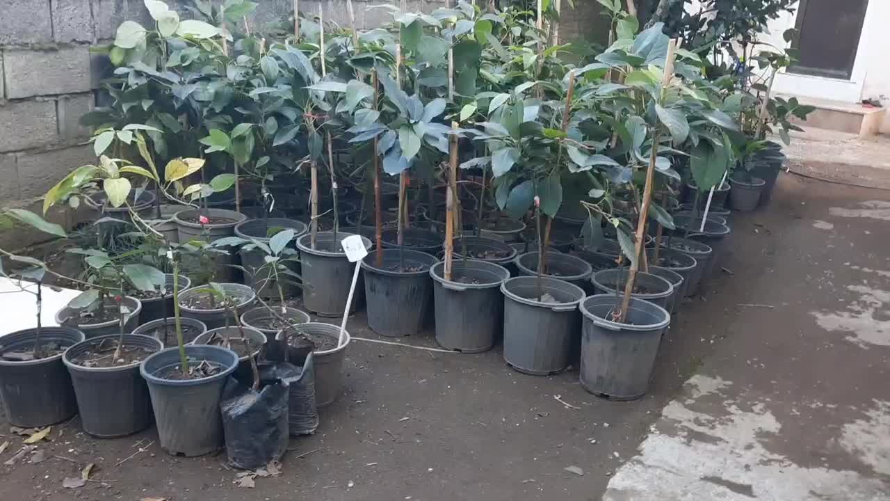 فروش انواع نهال پیوندی آووکادو در متل قو|خدمات باغبانی و درختکاری|سلمانشهر, |دیوار