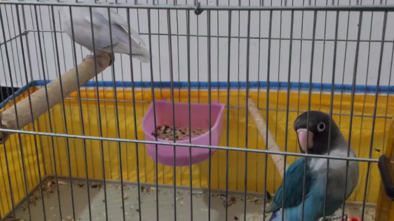 طوطی برزیلی فول دستی اهلی|پرنده|بندر کنگان, |دیوار