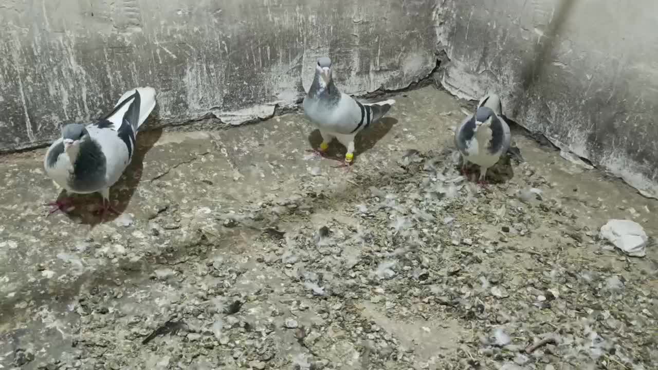 کبوتر رنگی|پرنده|بوئین زهرا, |دیوار