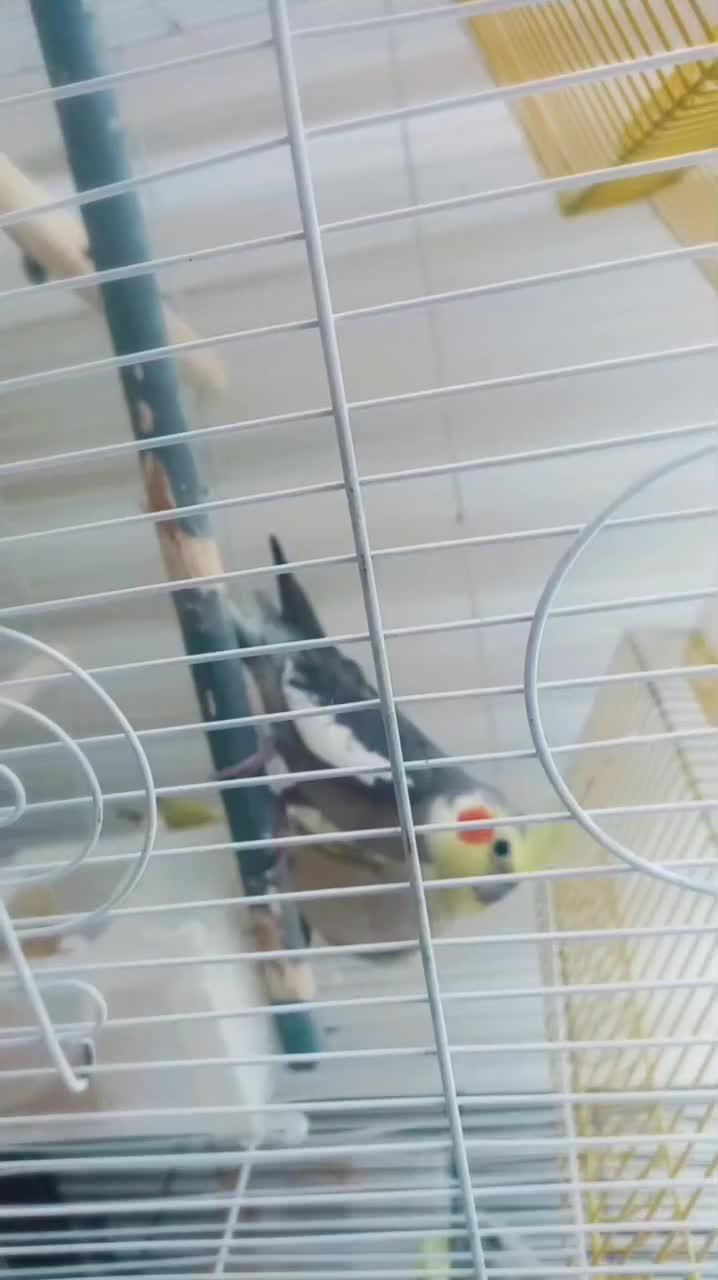 عروس هلندی|پرنده|رشتخوار, |دیوار