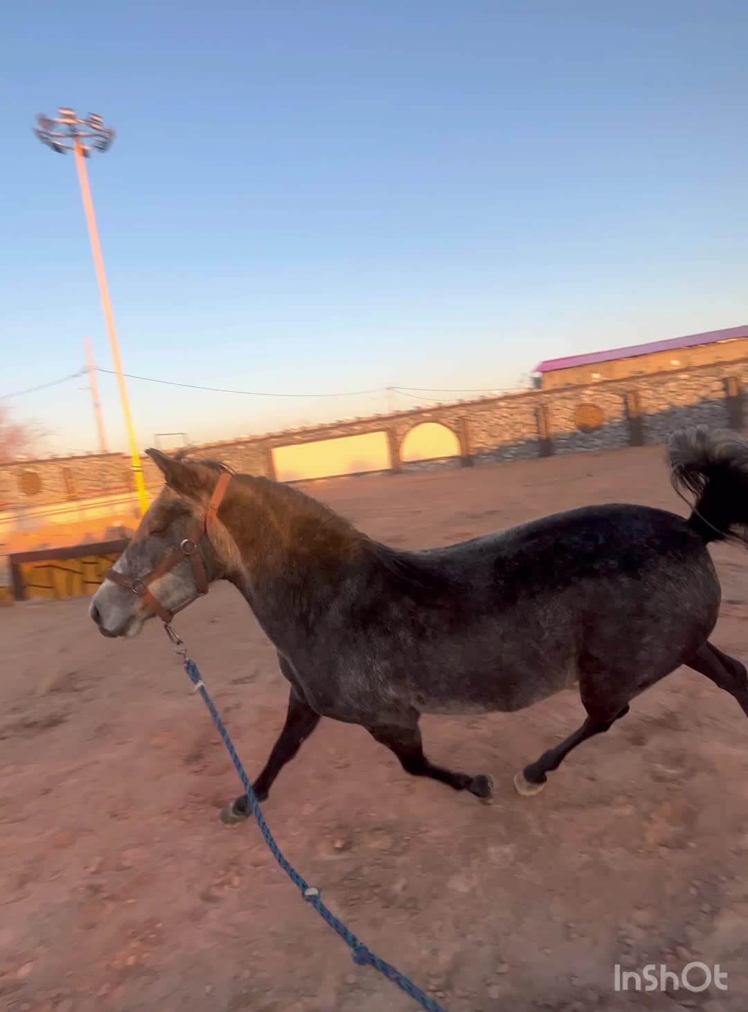 سه راس مادیان و کره مادیان درجه یک|اسب و تجهیزات اسبسواری|برخوار, |دیوار