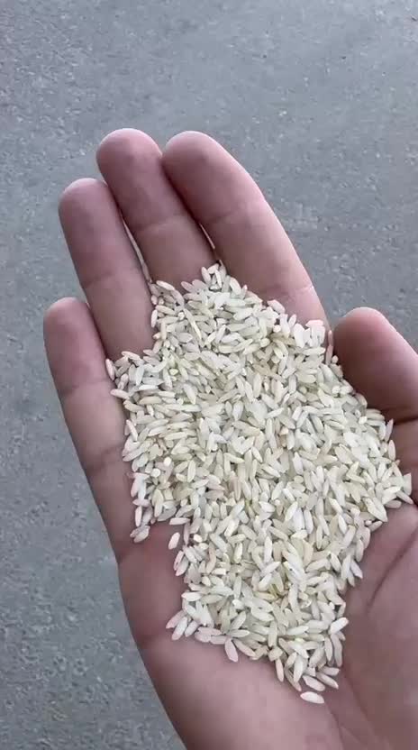 برنج ، عمده و جزئی|خوردنی و آشامیدنی|شیراز, طلاب|دیوار