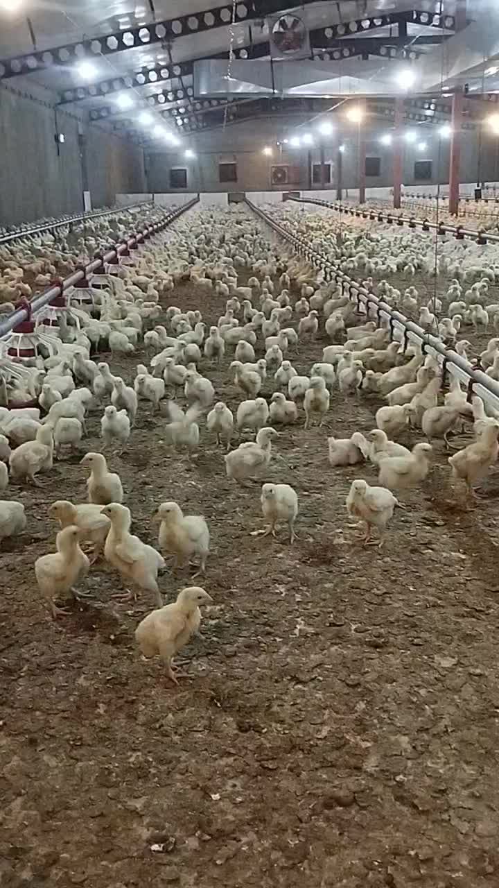 مرغداری گوشتی 30000هزاری قطعه ای|فروش دفتر صنعتی، کشاورزی، تجاری|تهران, بلوار کشاورز|دیوار