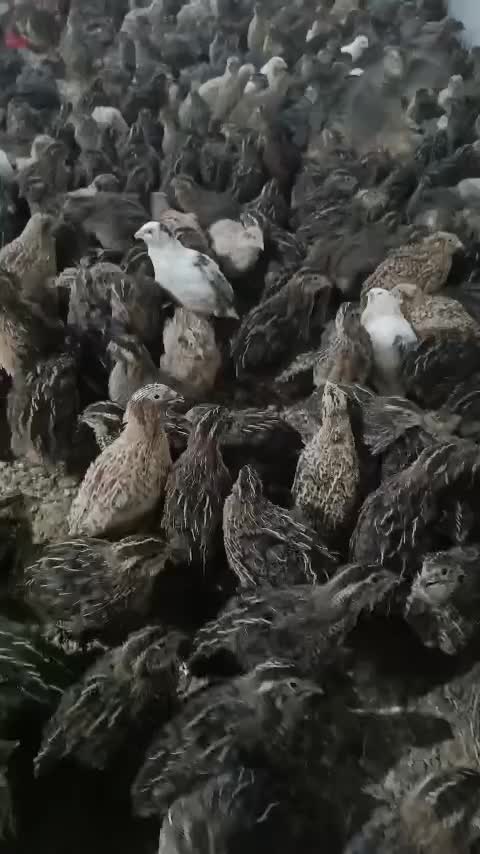 بلدرچین تخم گذار و گوشتی|حیوانات مزرعه|زرگرشهر, |دیوار