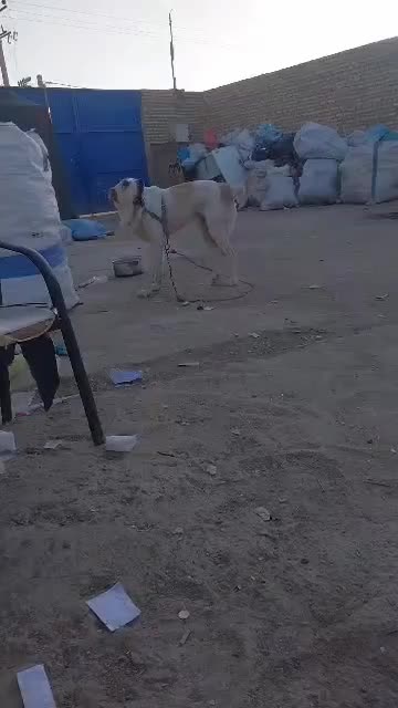 واگذار سگ|سگ|حمیدیا, |دیوار