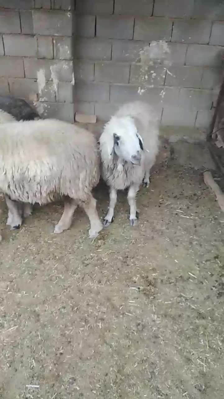 شیشک و میش ترکی|حیوانات مزرعه|شیراز, هفت تنان|دیوار