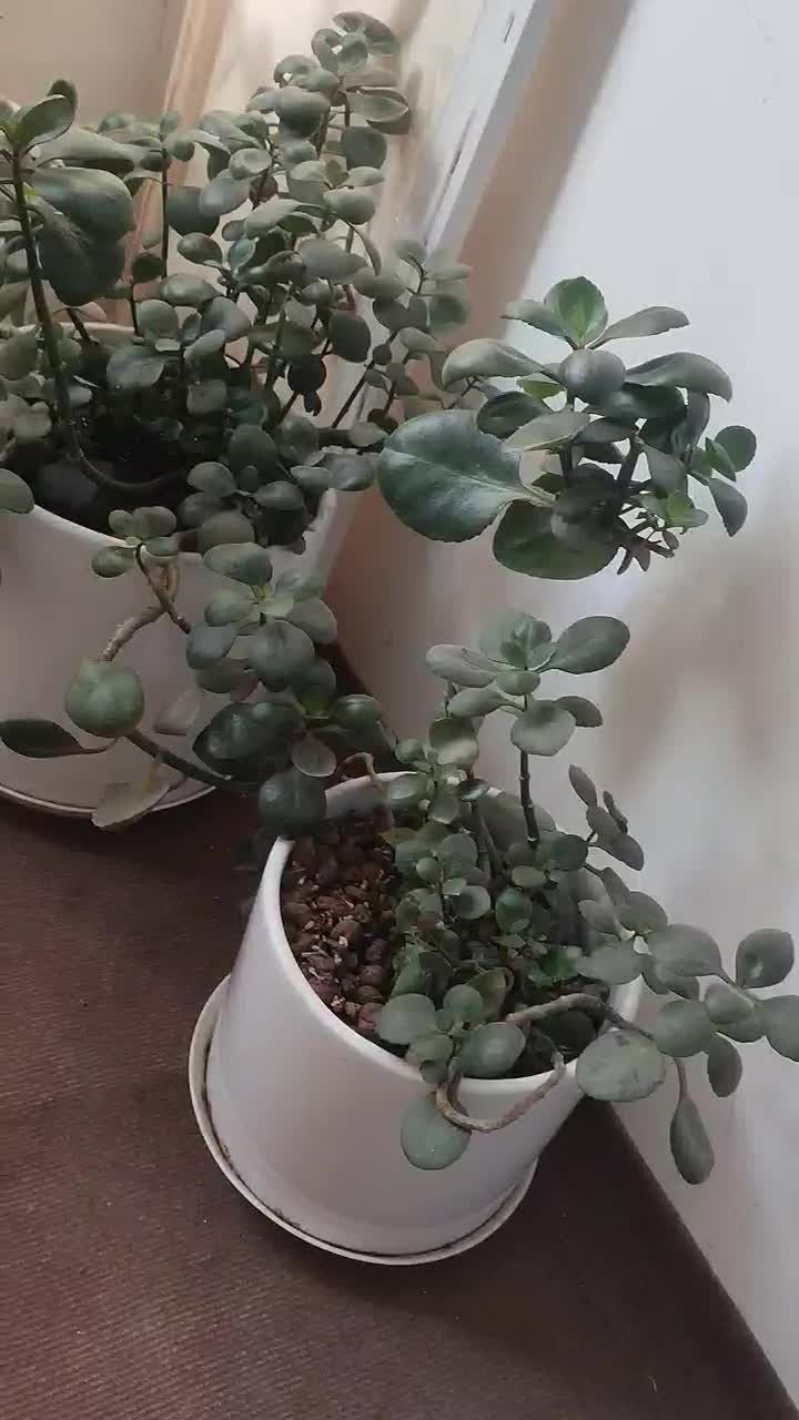 گل آپارتمانی ۱۸ عدد گلدان زیر قیمت|گل و گیاه طبیعی|مشهد, ایثارگران|دیوار