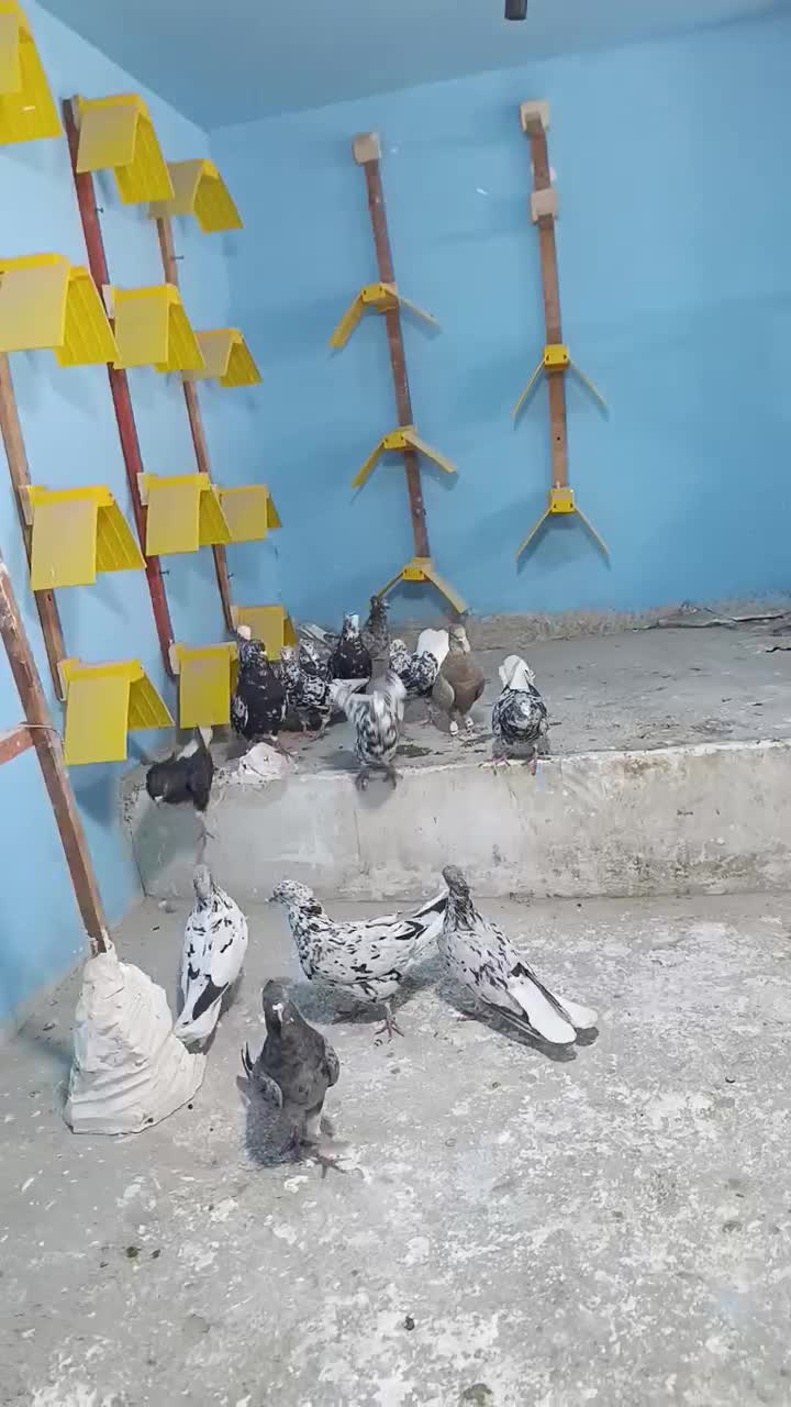 سرور دم سفید|پرنده|قم, قلعه کامکار|دیوار