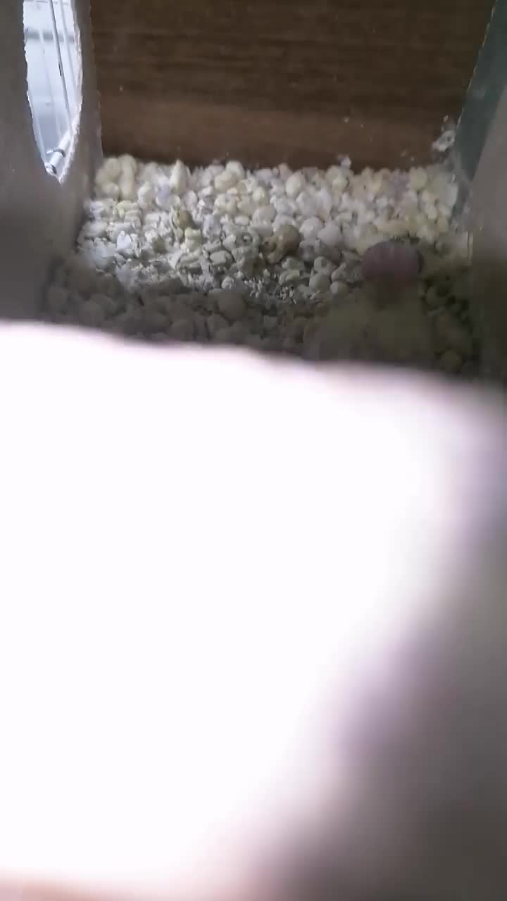 جوجه عروس سرلاکی|پرنده|قائن, |دیوار